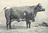 CATTLE. Champion Polled Durham Cow 