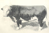 CATTLE.Double Standard Polled Hereford Bull 