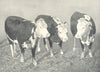 CATTLE. Double Standard Polled Hereford Cows 1912 old antique print picture