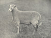 SHEEP. Radnor Ewe 1912 old antique vintage print picture