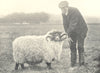 SHEEP. Rough Fell Ram 1912 old antique vintage print picture