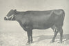 RED POLLED COW. 