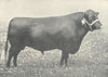 CATTLE. Red Polled Bull 