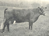 RED POLLED COW. 