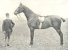 HORSES. Riding Horse-