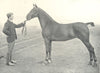 HORSES. Roadster-
