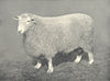 SHEEP. Romney Marsh Ram first and Champion, RASE. show, 1909 1912 old print