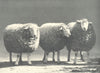 SHEEP.Roscommon Rams prize challenge cup,Royal Dublin Society's show,1906 1912