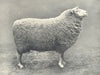 SHEEP. Roscommon Ram first prize winner at the Royal Dublin show 1912 print