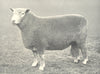 SHEEP. Ryeland Ram first prize winner, RASE. show, 1906 1912 old antique print