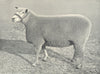 SHEEP. Ryeland Ewe first prize winner, RASE. show, 1908 1912 old antique print