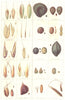 FARMING. Seeds. Impurities & Adulterants – I; in Grass; Grain Crops 1912 print