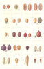 FARMING. Seeds. Impurities & Adulterants – II; in Clover 1912 old print