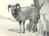 SHEEP. Soay Ram 1912 old antique vintage print picture