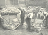FARMING. Sheep Dipping (By courtesy William Cooper Nephews, Berkhamsted) 1912