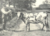 CATTLE. Shetland Cow 1912 old antique vintage print picture