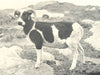 SHEEP. Shetland Sheep 1912 old antique vintage print picture