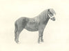 SHETLAND PONY STALLION.