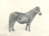 SHETLAND PONY MARE. 