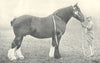 HORSES. Shire Mare-