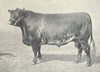 CATTLE. Shorthorn Bull 