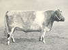 CATTLE. Shorthorn Heifer Sherborne Fairy