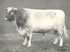 CATTLE. Shorthorn Bull 
