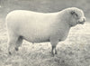 SHEEP. Shropshire Shearling Ram first prize winner, RASE. show, 1908 1912