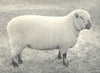 SHEEP. Shropshire Ewe One of Championship Pen, RASE. show, 1908 1912 old print