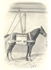 HORSES. Simple Slings 1912 old antique vintage print picture