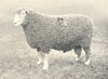 SHEEP. South Devon Ram first prize winner, RASE. show, 1906 1912 old print