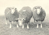 SHEEP. South Devon Ewes first prize Pen, RASE. show, 1906 1912 old print