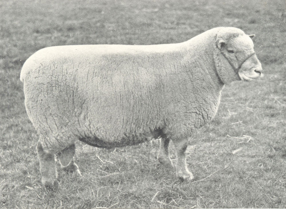 SHEEP. Southdown Two-Shear Ram first at RASE. show, 1910 1912 old print ...