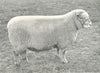SHEEP. Southdown Two-Shear Ram first at RASE. show, 1910 1912 old print