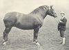 HORSES.Suffolk Mare-