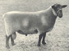SHEEP. Suffolk Shearling Ram first at RASE. show, 1910 1912 old antique print