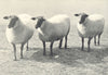 SHEEP. Suffolk Ewes first prize pen, RASE. show, 1907 1912 old antique print