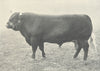 CATTLE. Sussex Bull 