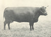 CATTLE. Sussex Cow 