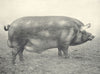 PIGS. Tamworth Boar-