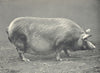 PIGS. Tamworth Sow-