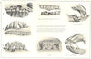 VETERINARY MEDICINE. Defects and Diseases of Teeth 1912 old antique print
