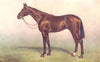 HORSES. Thoroughbred Stallion-