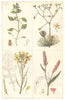 ARABLE WEEDS. Chickweed; Spurrey; Wild Radish or Runch; Redshank 1912 print
