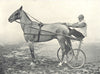 HORSES. Trotting Horse-