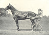 HORSES. Trotting Horse-