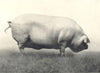 ULSTER LARGE WHITE BOAR. 