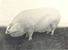 ULSTER LARGE WHITE SOW. 