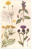 COMMON WEEDS. Upright Buttercup; Self Heal; Ragweed; Knapweed 1912 old print