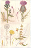 COMMON ARABLE WEEDS. Creeping, Spear Thistle. Coltsfoot, Broad-leaved Dock 1912